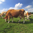 Photo of cow herd in a field on a bright sunny day