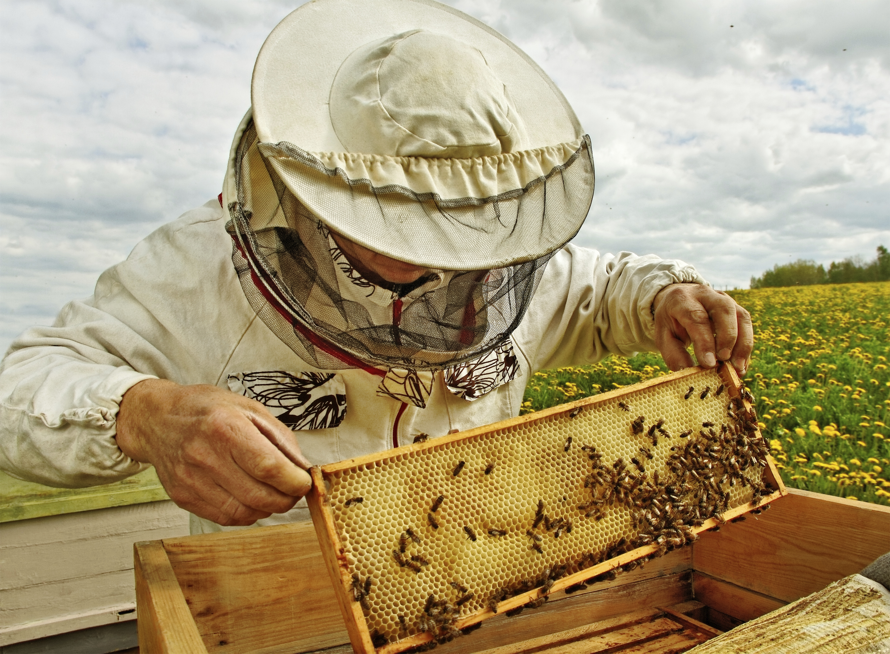 Когда собирают мед. Пчеловодное хозяйство "Пасечник Шишкин". Пчелы пасека. Пчеловод на пасеке. Сельское хозяйство Пчеловодство.