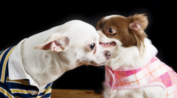 A chihuahua telling a secret to another.