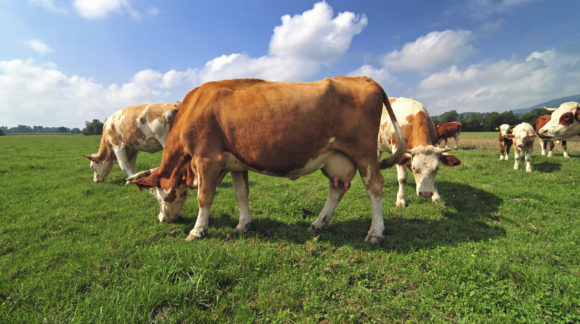 Photo of cow herd in a field on a bright sunny day